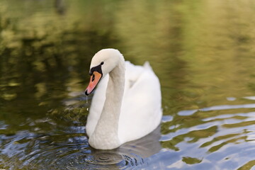 biały łabędź pływający po spokojnej wodzie © Piotr