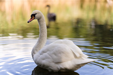 Fototapeta premium Łabędź niemy na spokojnej wodzie w świetle dnia