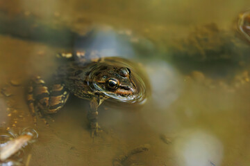 A frog with a golden eyes in the water
