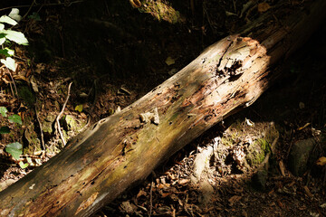 A tree trunk on the ground