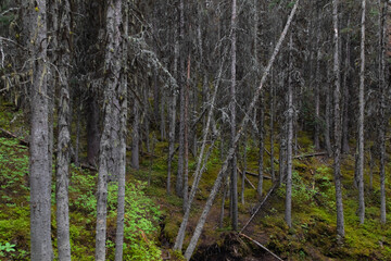 Fototapeta premium view of a hill with green plant and bushes on the ground in a coniferous forest in summer with small pine trees with moss