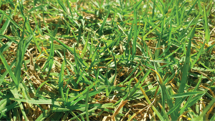 Texture of green lawn. Green grass texture background. Artificial lawn grass. Design, material, interior design. Materials for garden.