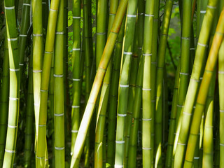 Bamboo background, taken in the botanical garden in Pisa, Italy.