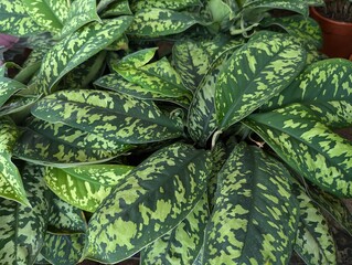Variegated leaves of light and dark green in marbled patterns of Homalomena wallisii