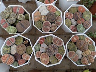 Colorful lithops (living stones) in hexagon white pots