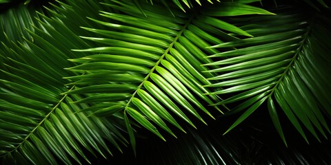 green palm leaf