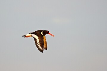 Austernfischerr im FLug