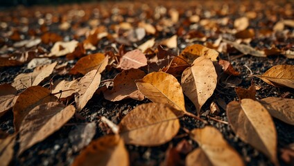 Brown leaves scattered on the ground.