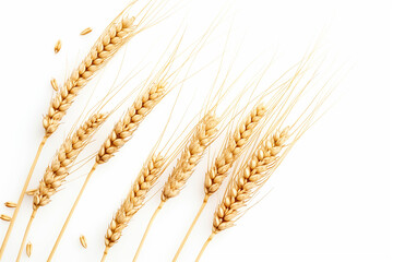 Golden wheat stalks and ripe grains in a bountiful harvest of organic cereal crop