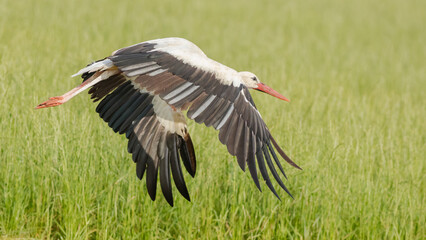 bocian w locie © dejuna