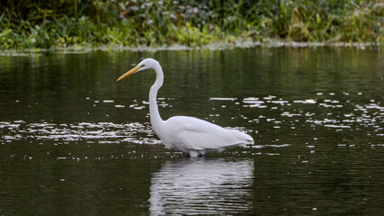 Fotografie am Rhein