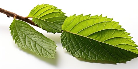 Obraz premium leaves