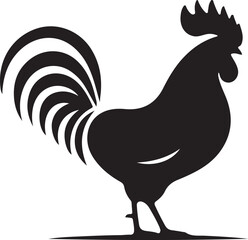 rooster isolated on white background