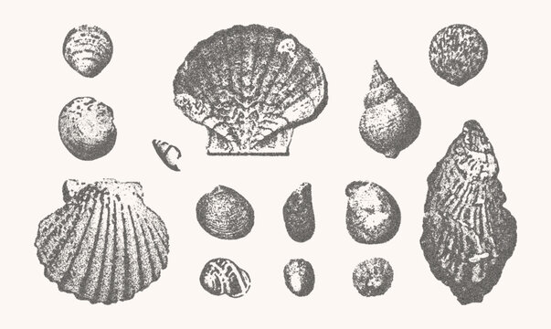 Seashells vector illustration collection. Trendy stippling photocopy effect