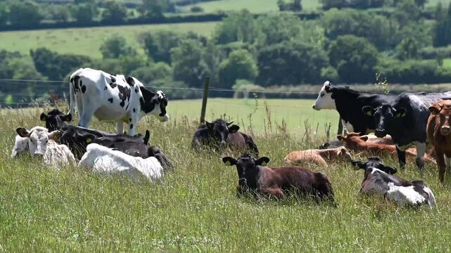 Chewing the cud on lush grasslands