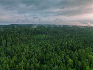 Green foggy landscape of northern coniferous forest near the seashore - aerial view from drone