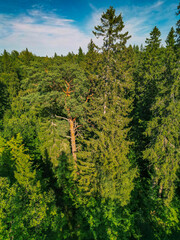  Green landscape of northern coniferous forest near sea shore - aerial view from drone © Yar
