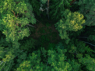 beautiful green forest glade place - hdr drone photo landscape