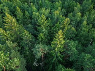  Green landscape of northern coniferous forest - aerial view from drone