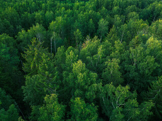  Green landscape of northern coniferous forest - aerial view from drone © Yar