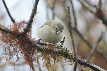 Small Tree Finch (Camarhynchus parvulus) in the Galapagos Islands. Small Tree Finch is one of Darwin's finches, a group of tanagers that evolved in the Galapagos Islands of Ecuador.