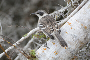 Galapagos Mockingbird, Mimus parvulus, on Santa Cruz Island in the Galapagos Islands of Ecuador. Galapagos Mockingbird is an endemic species to the Galapagos Islands.
