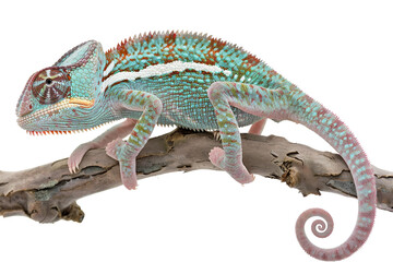 Obraz premium Calm and subtle female chameleon with soft hues isolated on transparent background