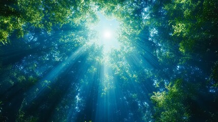 Obraz premium Sunlight streams through the lush forest canopy, creating beautiful rays of light and a serene, tranquil atmosphere, perfect for nature-themed projects, environmental campaigns, or relaxation visuals