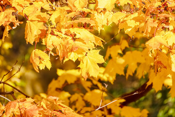 Yellowed maple leaves in the wind in an autumn park