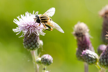 Nahaufnahme einer Großen Sumpfschwebfliege,  die auf der blüte einer Ackerdistel sitzt und Nektar saugt.