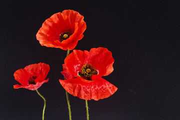 Obraz premium Remembrance Day greeting card. Beautiful red poppies flowers on black background. Lest we forget