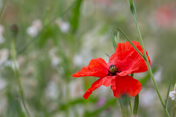 Fototapeta premium Nahaufnahme einer geöffneten roten Klatschmohnblüte in einer bunten Wiese im Hintergrund.
