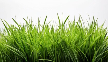 Obraz premium Green Grass on white background