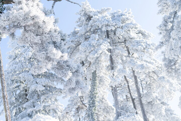 Snow covered trees. Winter forest.