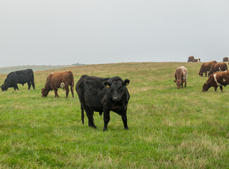 Herd of cattle grazing in the North Yorkshire moors