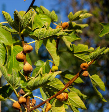 figos secos na figueira