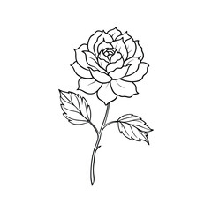 Obraz premium Delicate Peony Flower Outline