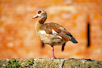 Nilgans steht auf einem Bein
