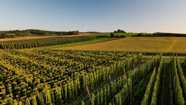 Fly over green huge Bavarian Hops fields during sunset summer phase