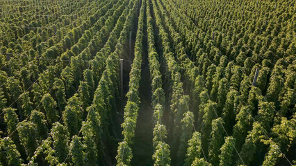 Fly over green huge Bavarian Hops fields during sunset summer phase