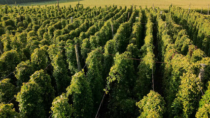 Fly over green huge Bavarian Hops fields during sunset summer phase