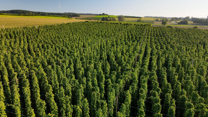 Fly over green huge Bavarian Hops fields during sunset summer phase