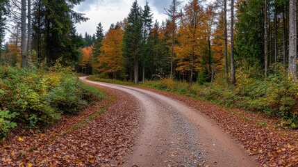 Fototapeta premium A road with a lot of leaves on it. The leaves are orange and brown. The road is dirt and gravel