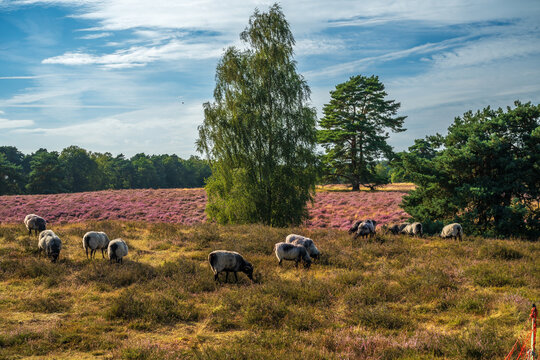 Westruper Heide bl&uuml;ht August 2024