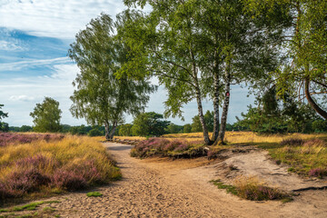 Westruper Heide blüht August 2024