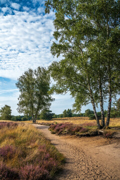 Westruper Heide bl&uuml;ht August 2024