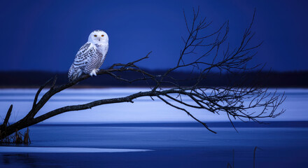 Snowy owl on tree branch at dusk with calm frozen lake.