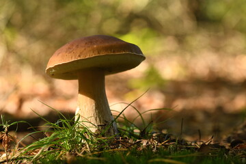 Grzyb borowik w lesie © Pawel