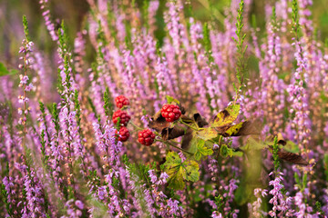 Westruper Heide blüht August 2024