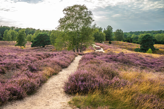 Westruper Heide bl&uuml;ht August 2024